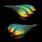 images/fluebindere/alois_trubner/ARA Pikefly Insta.jpg